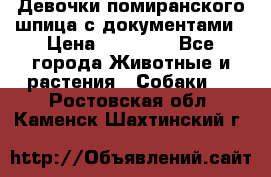 Девочки помиранского шпица с документами › Цена ­ 23 000 - Все города Животные и растения » Собаки   . Ростовская обл.,Каменск-Шахтинский г.